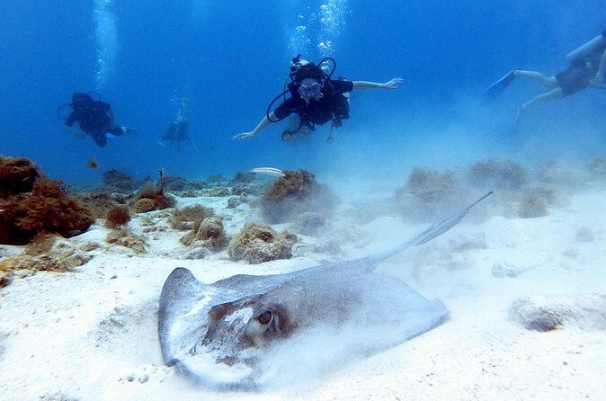 Private Dive + videographer/Photographer (Certified divers only) - FAQ