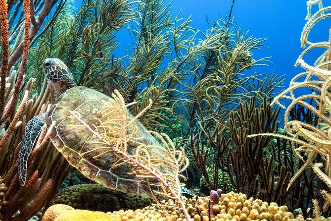 Private Diving & Southside tour - Practical Details and Considerations