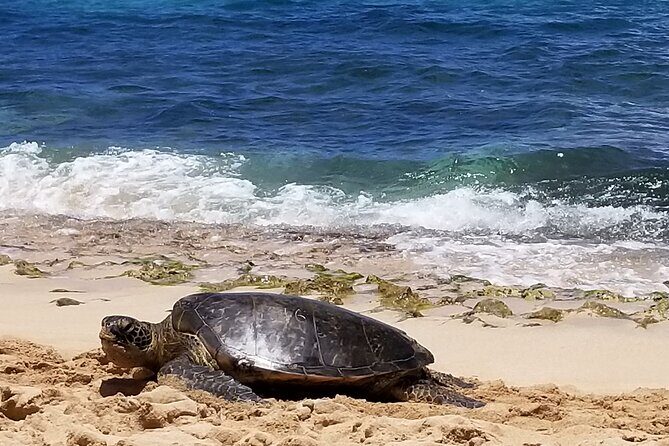 Private Dole,Garlic Shrimp, N.Shore, Haleiwa, Customizable tour - An In-Depth Look at the Tour Experience