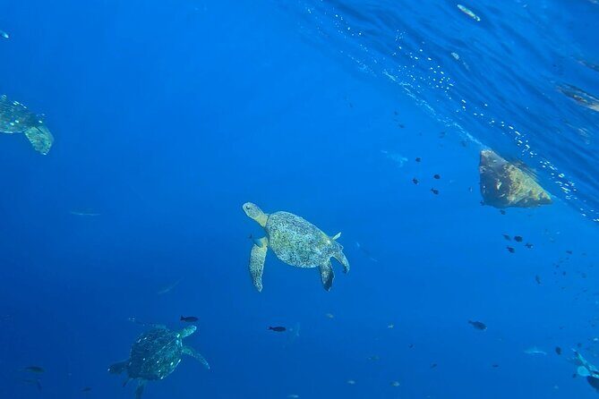 Private Dolphin and Turtle Tour Season - Setting Sail in Puerto Escondido: What to Expect