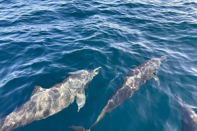 Private Dolphin and Turtle Tour Season - The Value of a Private Tour