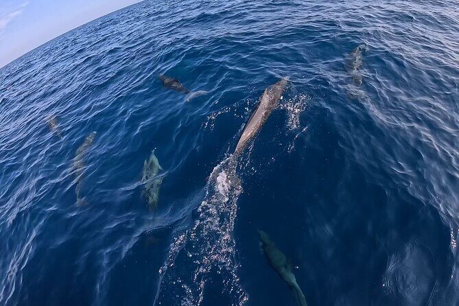 Private Dolphin and Turtle Tour Season - Authenticity and Experience