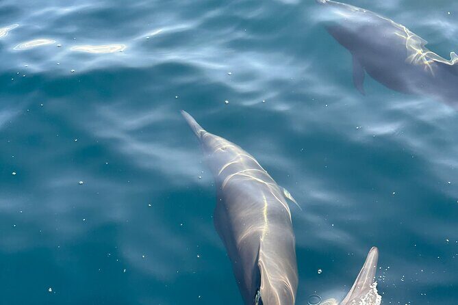 Private Dolphin and Turtle Tour Season - The Sum Up