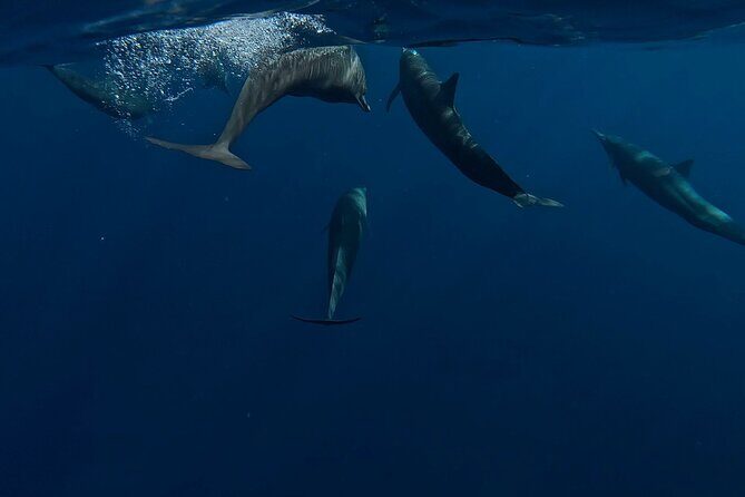 Private Dolphin and Turtle Tour Season - FAQs