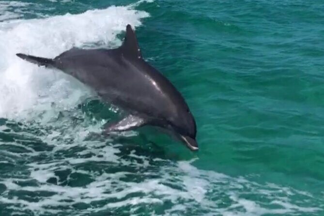 Private Dolphin Cruise - An Honest Look at the Private Dolphin Cruise