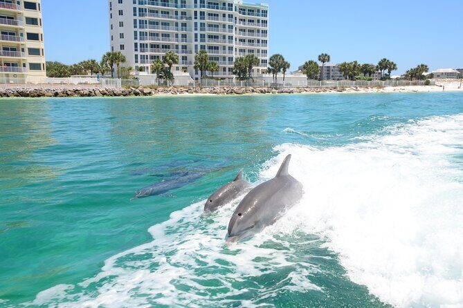 Private Dolphin Cruise - What to Expect on the Itinerary