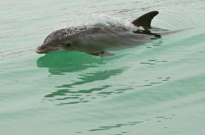 Private Dolphin Cruise - The Sum Up: Is This Tour Right for You?