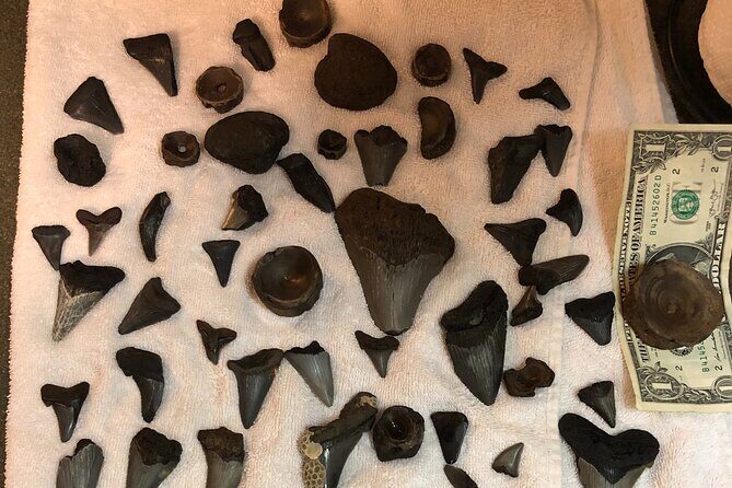 Private Dolphin, Lighthouse and Shelling Adventure (Folly Beach) - An In-Depth Look at the Tour Experience