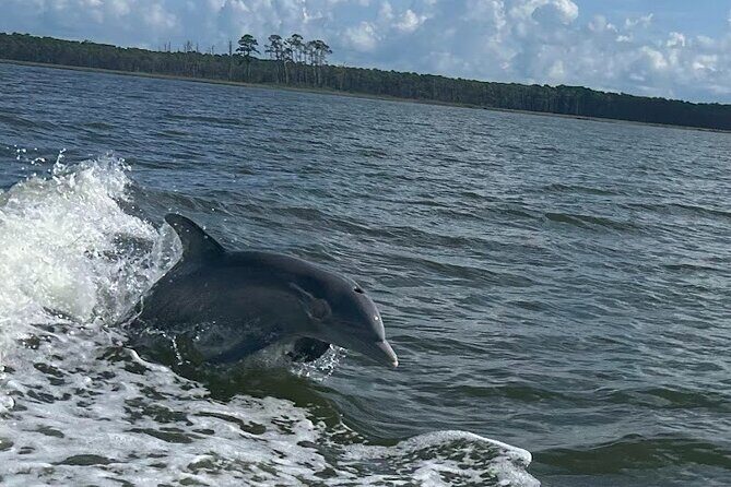 Private Dolphin Sightseeing Excursion - What Making This Excursion Special