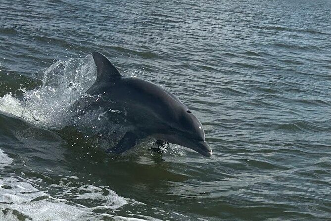 Private Dolphin Sightseeing Excursion - What to Expect on the Day