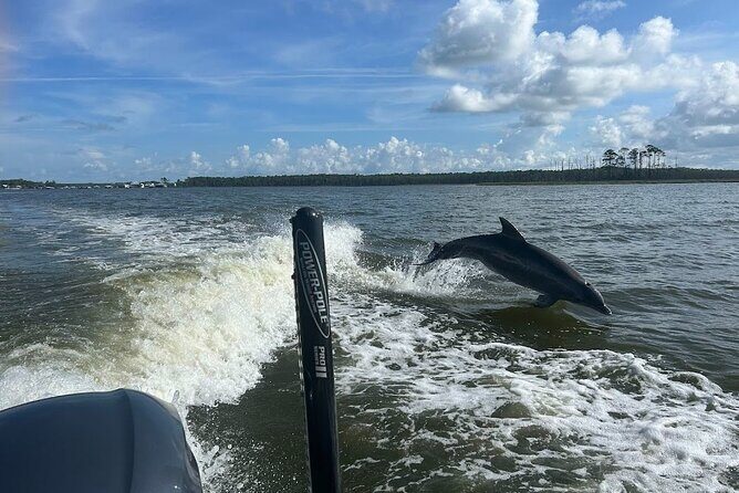 Private Dolphin Sightseeing Excursion - Final Thoughts: Is It Worth It?