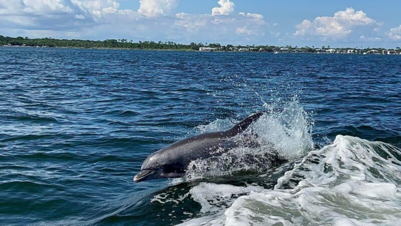 Private Dolphin Tour with Secluded Beach/Snorkel Stop - The Itinerary: What You Can Expect