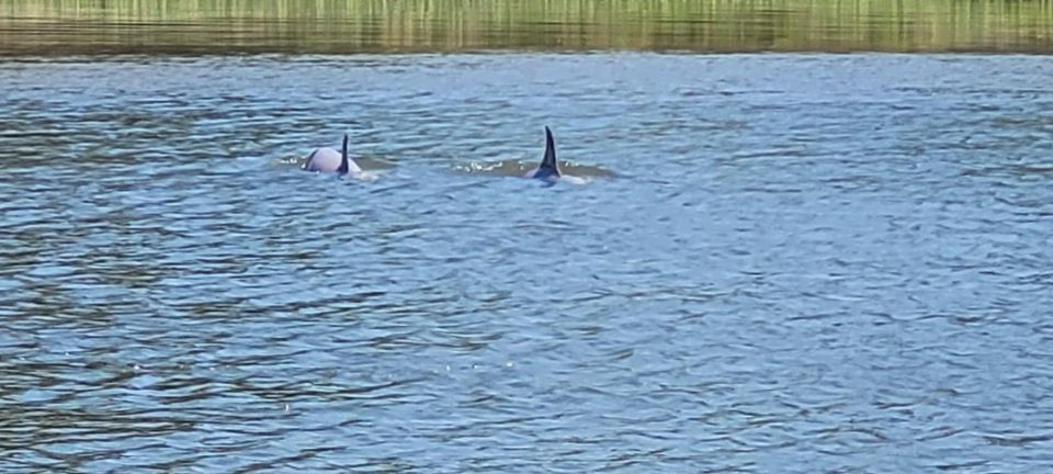 Private Dolphin Tours in the Amazing Savannah Marsh - Discover Historical Sites and Mansions