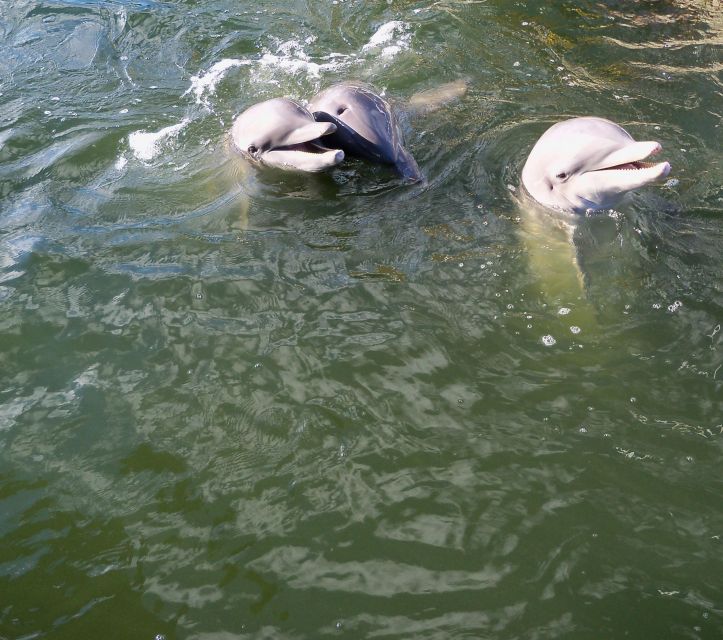 Private Dolphin Tours in the Amazing Savannah Marsh - Immerse Yourself on a Secluded Beach