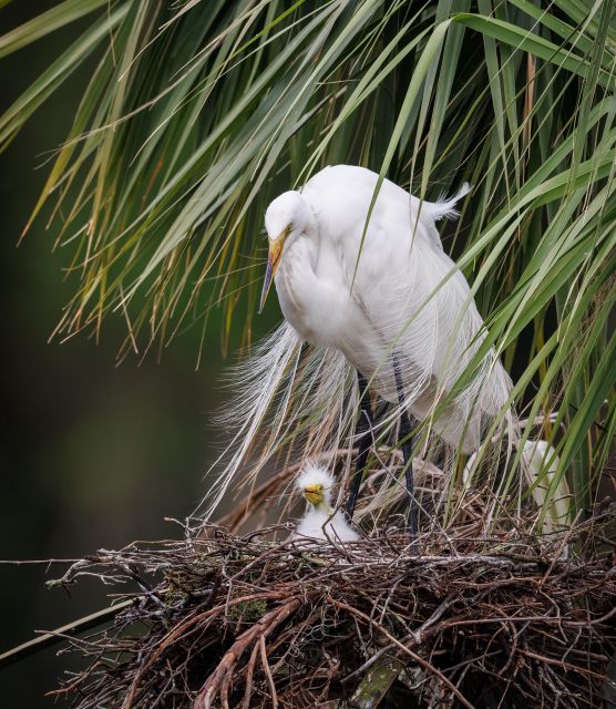 Private Dolphin Tours in the Amazing Savannah Marsh - Inclusions and Essential Information