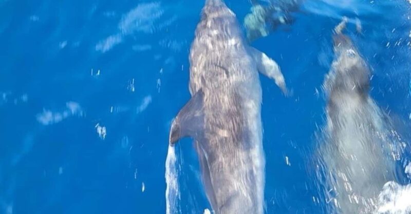Private Dolphin Watch Boat Tour Port Aransas Texas - Meeting Point Details
