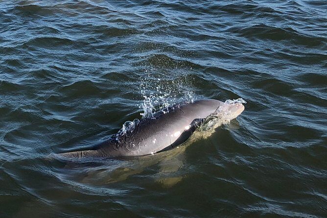 Private Dolphin Watch, Lighthouse and Ecological Boat Tours - What Makes This Tour Special?