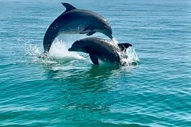 Private Dolphin Watching and Sightseeing Tour Panama city beach - Key Points