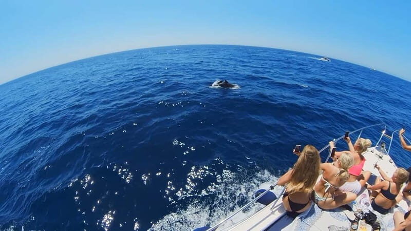 PRIVATE DOLPHIN WATCHING SUNSEEKER WITH DRINKS ON FUENGIROLA - Flexibility and Booking: What You Need to Know
