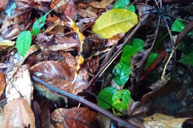 Private Dominica Tour to Trafalgar Falls &Titou Gorge via Minibus - Is This Tour Worth It?