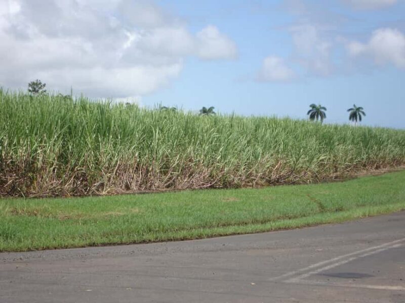 Private: Dominican Countryside Buggy Adventure - A Closer Look at What You Can Expect