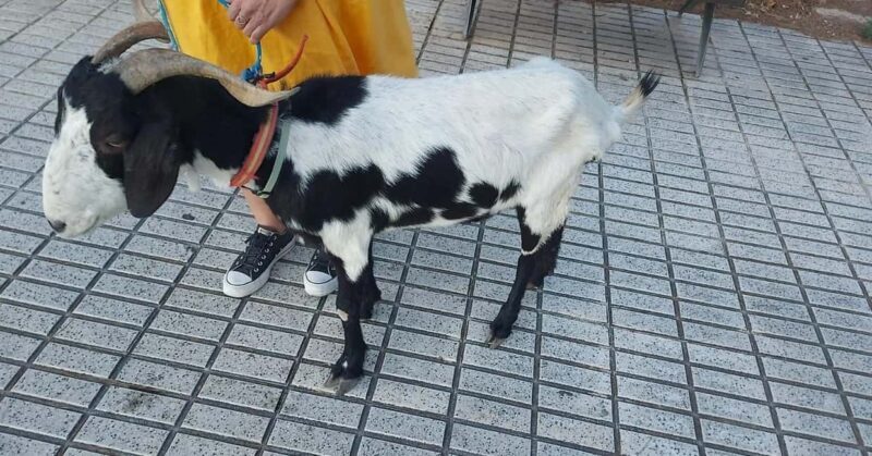 Private: Dominican Countryside Safari & Cultural Immersion - Key Points