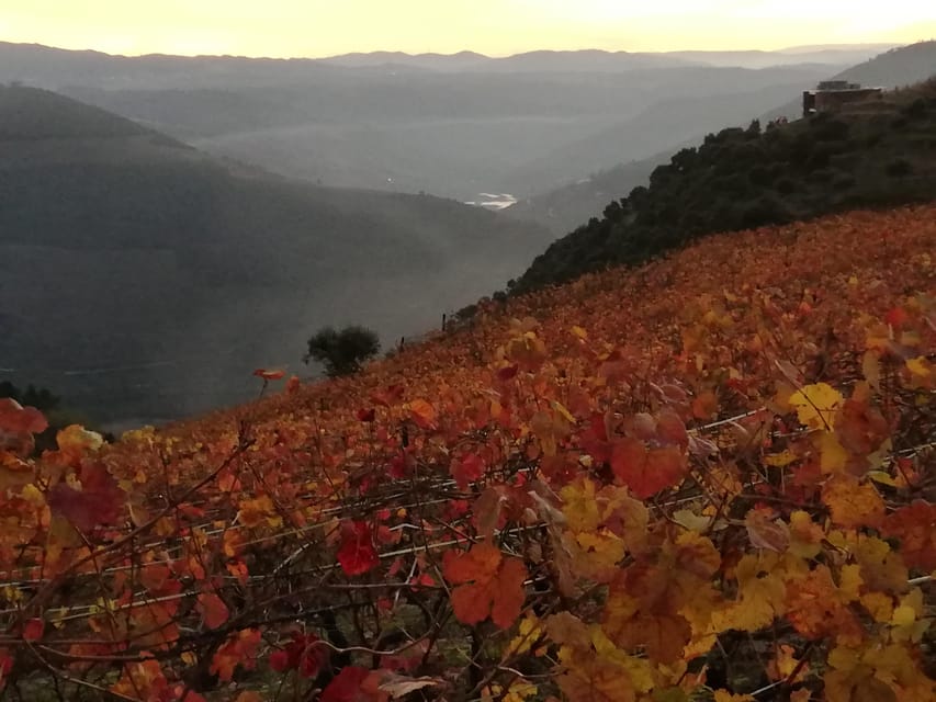 Private Douro Wine Experience - Full Day in the Douro Valley - FAQ