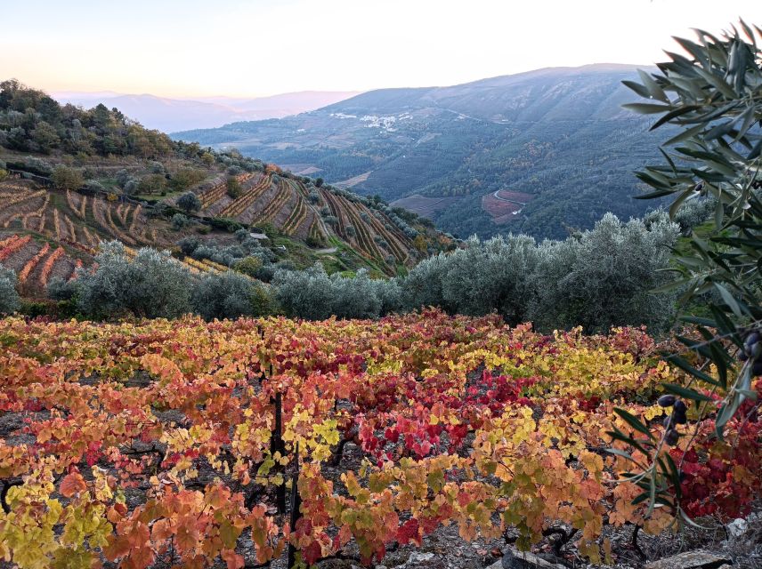 Private Douro Wine Tour - Itinerary Highlights