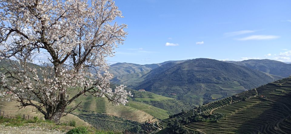 Private Douro Wine Tour - Program Schedule