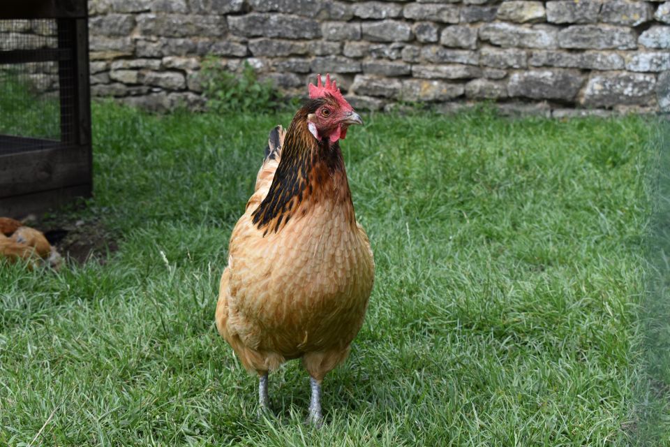 Private Downton Abbey Day In The Cotswolds Tour. - Expert Guide Insights