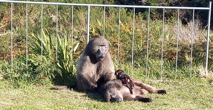 Private Driver/Guide - Pricing and Payment