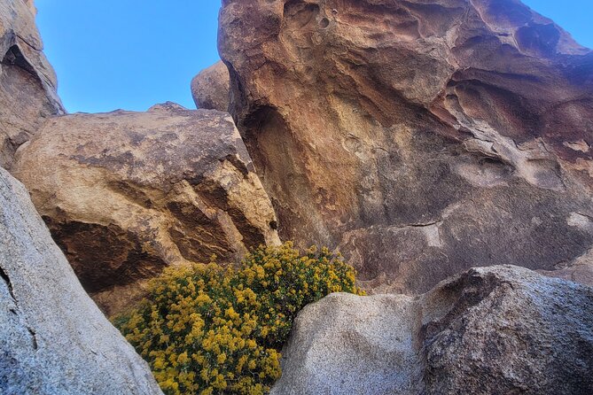 Private Driving and Hiking Tour in Joshua Tree National Park - Tips for Your Tour