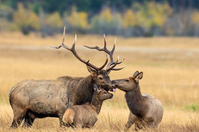 Private Driving Tour of the Rocky Mountain National Park - Final Thoughts on the Private Driving Tour of Rocky Mountain National Park