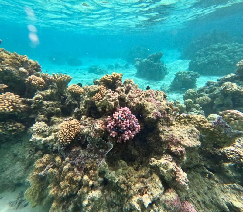 Private E-Board Tour of Moorea Lagoon - FAQ