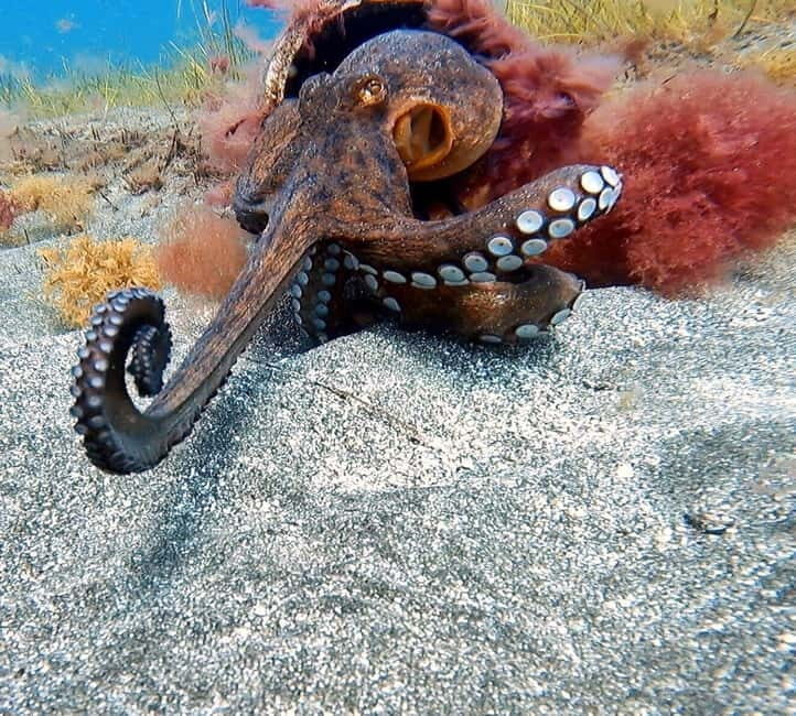 Private Eco Scuba Diving in Tenerife: no crowds and no rush - An Authentic, Calm Approach to Scuba Diving in Tenerife