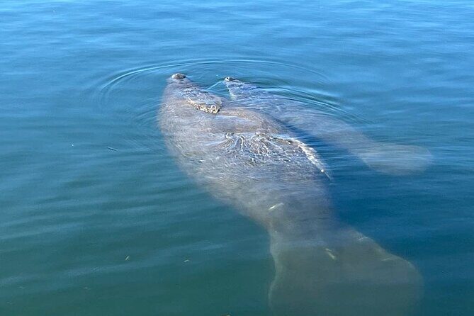 Private Eco Tour in Kings Bay Crystal River Florida - Final Thoughts: A Genuine, Value-Packed Experience