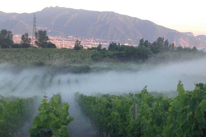 Private Educational Wine Tour, dedicated sommelier and trasport - An In-Depth Look at the Experience