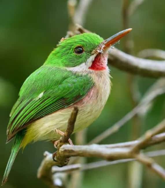 Private: Emerald Coast Mountain Escape from Punta Cana - Key Points