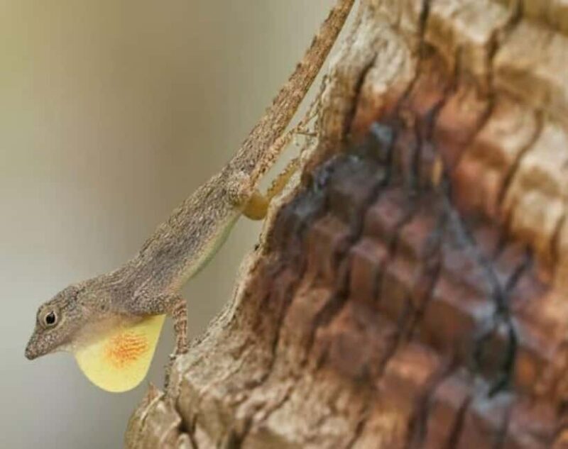 Private: Emerald Coast Mountain Escape from Punta Cana - An Introduction to the Tour Experience