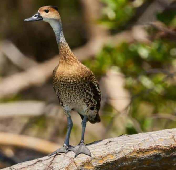 Private: Emerald Coast Mountain Escape from Punta Cana - Value and Practical Considerations