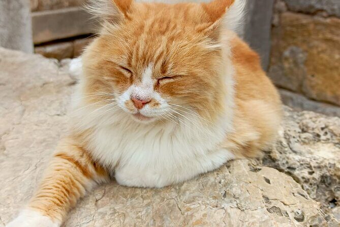 Private Ephesus Tour from Izmir Port and Hotels - FAQ