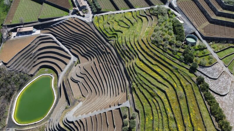 Private Etna Panoramic Tour+Wine Tasting & Food Combination - Wine Tasting Experience