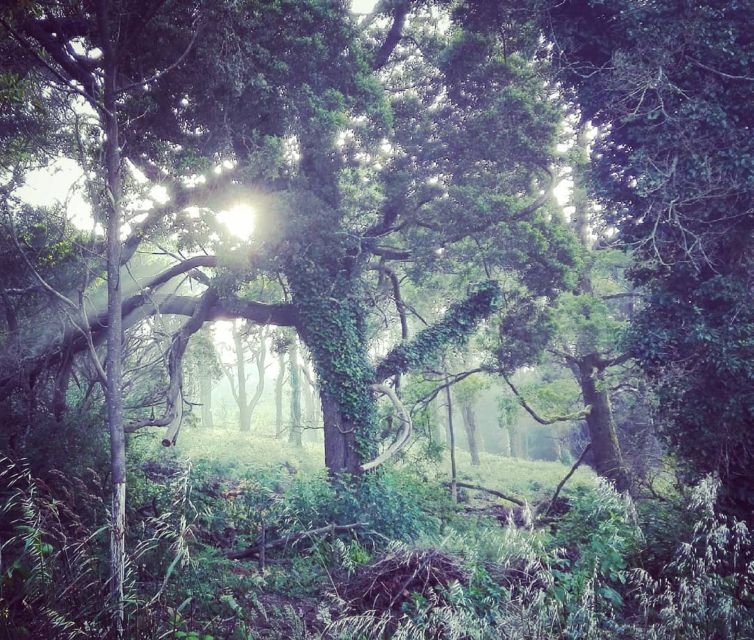 Private Evening Walk: Sintra Mountains Inbetween Wolves - What to Expect on the Walk