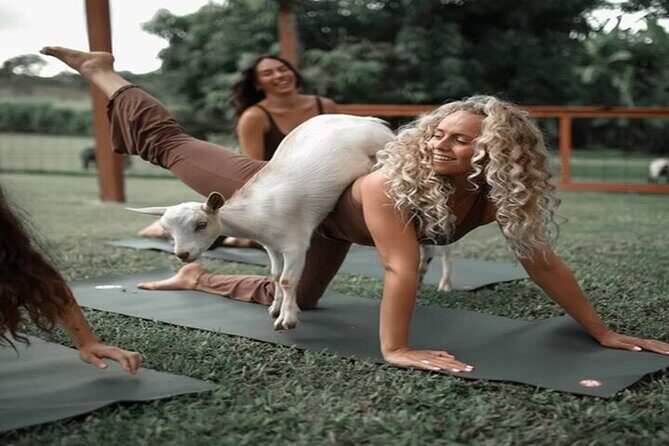 Private Event Goat Yoga Class - The Sum Up