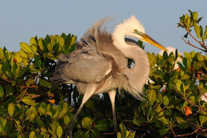 Private Everglades 10,000 Islands Photo and Birding Boat Safari - Who Will Love This Tour?