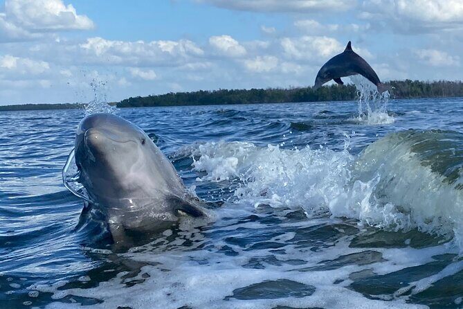 Private Everglades 10,000 Islands Photo and Birding Boat Safari - FAQ