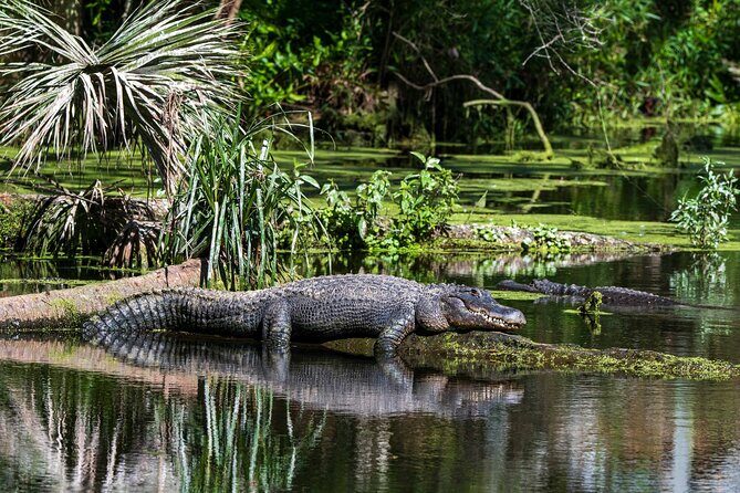Private Everglades Eco Adventure: Airboats, Gators & Wild Florida - Discover the Private Everglades Eco Adventure: An In-Depth Look