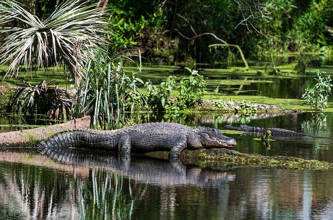 Private Everglades Eco Adventure: Airboats, Gators & Wild Florida - Practical Tips