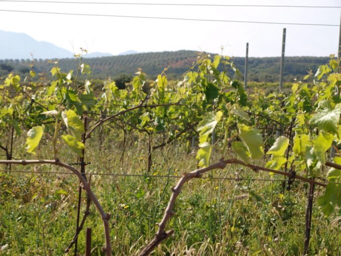 Private Exclusive Manousakis Winery and Vineyard Tour - Booking and Cancellation Policy