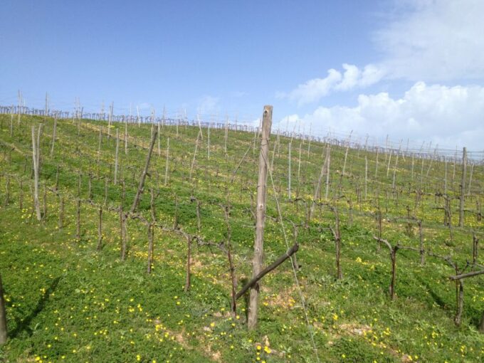 Private Exclusive Manousakis Winery and Vineyard Tour - Frequently Asked Questions